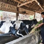 Populasi Sapi Ditembus 2.500 Ekor, Peternak Brau Bumiaji Garansi Pasokan Susu Aman di Musim Kemarau