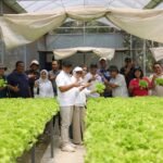 Adopsi Model Bisnis Hortikultura Jateng, CooSAE Kota Batu Benahi Rantai Pasok Petani